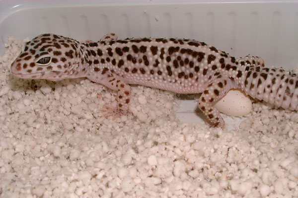 Leopardgecko "Eublepharis macularius"   Eiablage