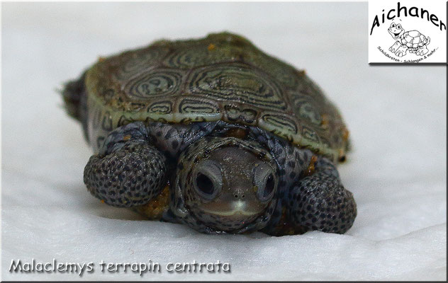 Diamantschildkröte "Malaclemys terrapin centrata" - Nachzucht 2021