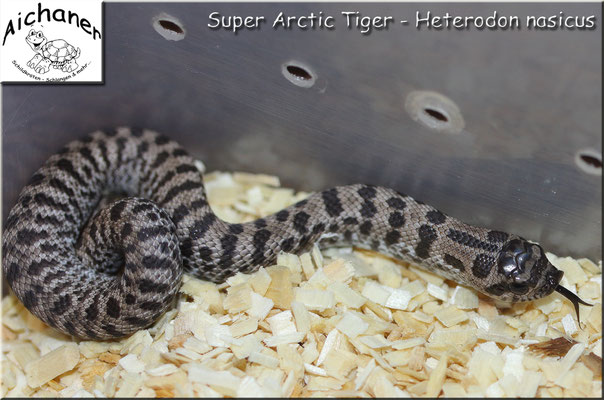 Super Arctic Tiger - Heterodon nasicus