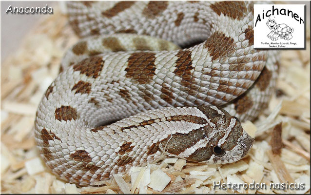 Anaconda - Heterodon nasicus NZ 2019