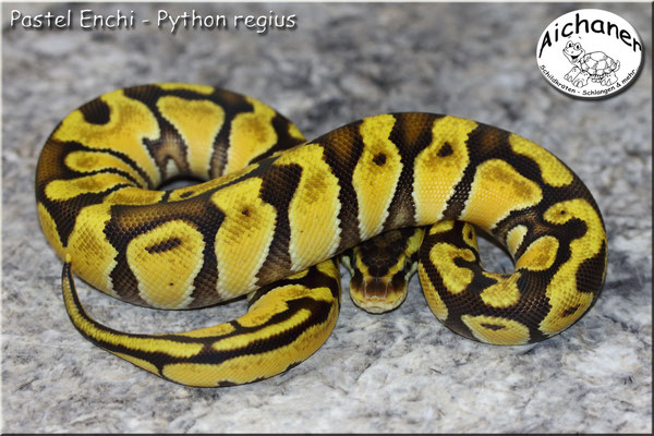 Pastel Enchi - Python regius