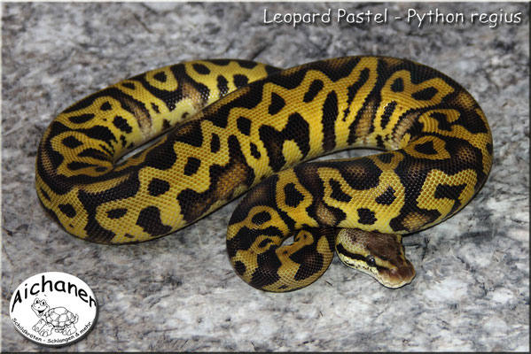 Leopard Pastel - Python regius