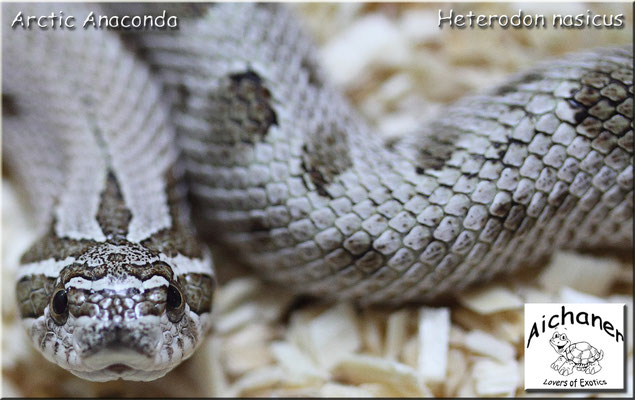 Arctic Anaconda - Heterodon nasicus NZ 2019