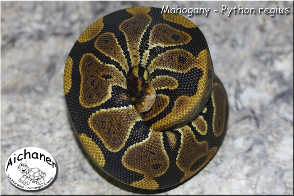 Mahogany - Python regius