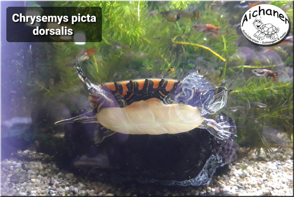 Südliche Zierschildkröte "Chrysemys picta dorsalis"