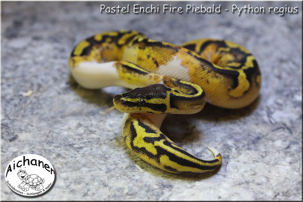 Pastel Enchi Fire Piebald - Python regius