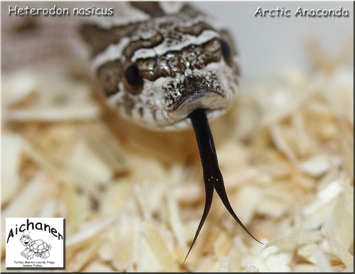 Arctic Anaconda - Heterodon nasicus NZ 2019