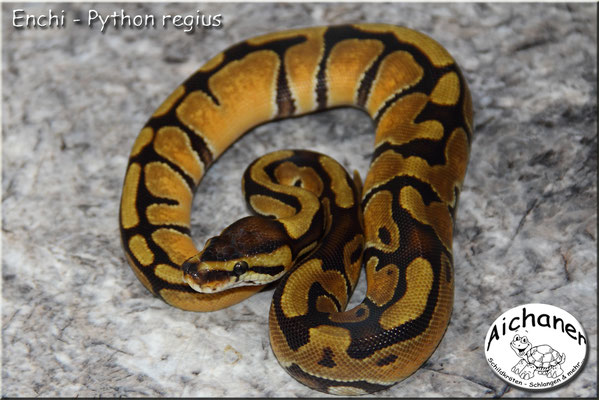 Enchi - Pyhton regius