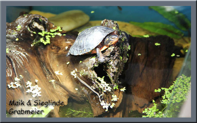 Tropfenschildkröte "Clemmys guttata"