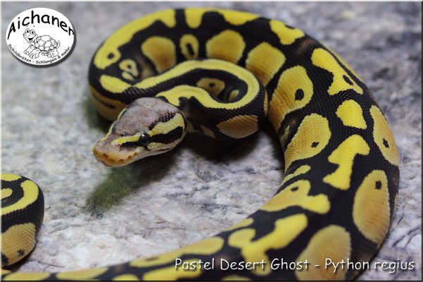 Desert Ghost Pastel - Python regius
