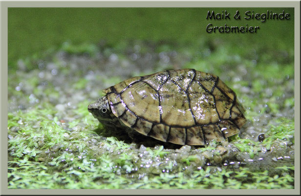 Nackenstreifen-Moschusschildkröte "Sternotherus minor peltifer"