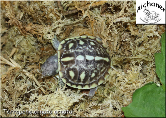 Schmuck-Dosenschildkröte "Terrapene ornata ornata" - eigene Nachzucht 2021
