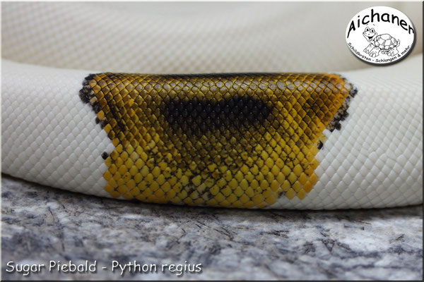 Sugar Piebald - Python regius