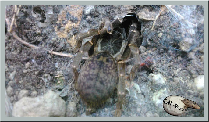 Pterinochilus chordatus
