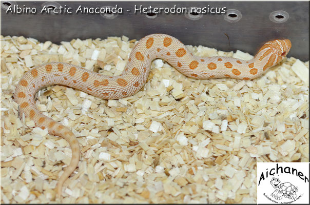 Arctic Anaconda Albino - Heterodon nasicus