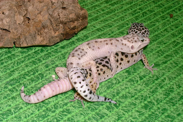 Leopardgecko "Eublepharis macularius"   Paarung