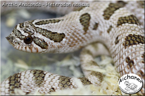 Arctic Anaconda - Heterodon nasicus