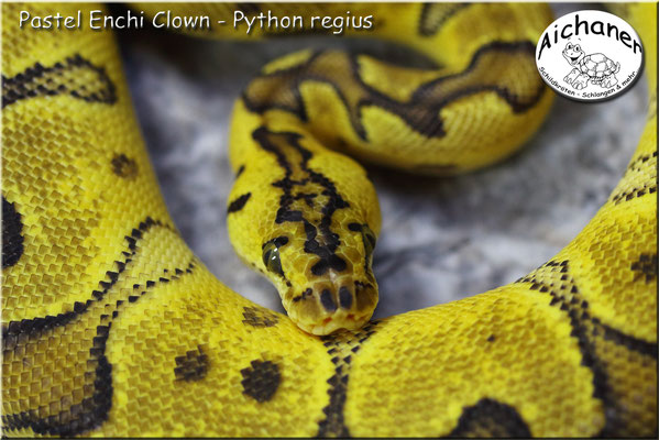 Pastel Enchi Clown - Python regius