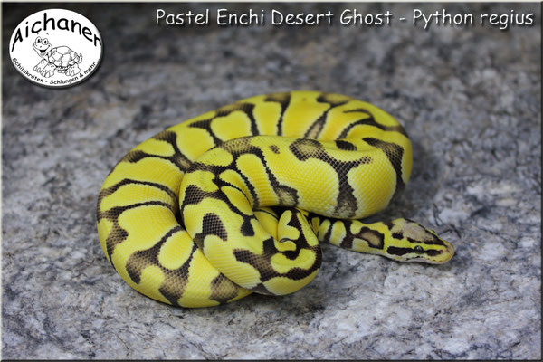 Pastel Enchi Desert Ghost - Python regius