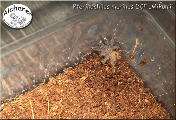 Pterinochilus murinus DCF "Mikumi"   1.Fh