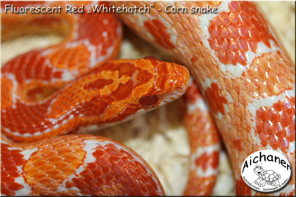 Fluorescent Red "Whitehatch" - Corn snake