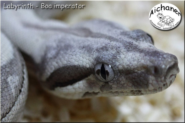 Labyrinth - Boa imperator