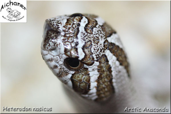 Arctic Anaconda - Heterodon nasicus NZ 2019