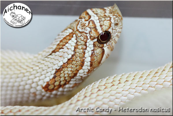 Arctic Candy - Heterodon nasicus