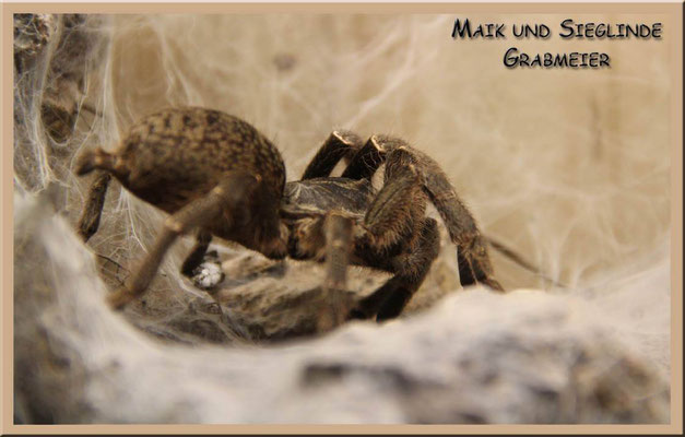 Pterinochilus chordatus