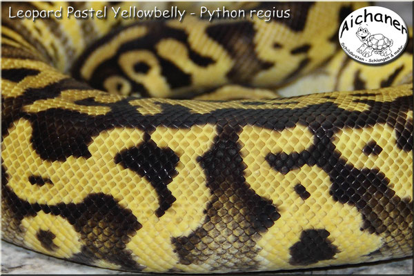 Leopard Pastel Yellowbelly - Python regius