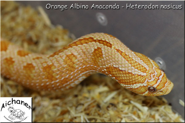 Anaconda Orange Albino - Heterodon nasicus 