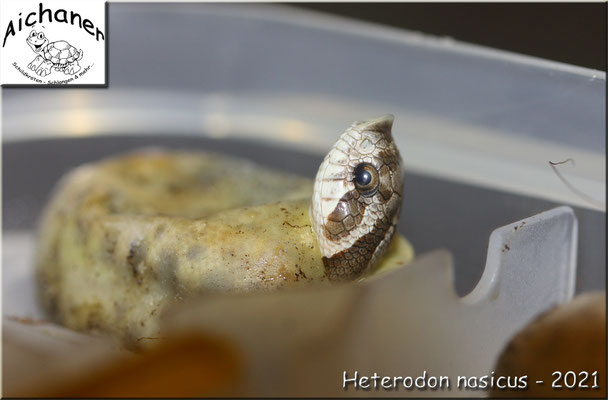 Heterodon nasicus 2021