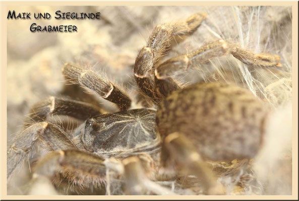 Pterinochilus chordatus