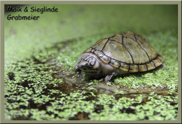 Nackenstreifen-Moschusschildkröte "Sternotherus minor peltifer"