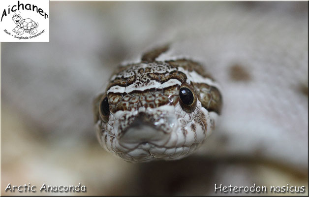 Arctic Anaconda - Heterodon nasicus NZ 2019