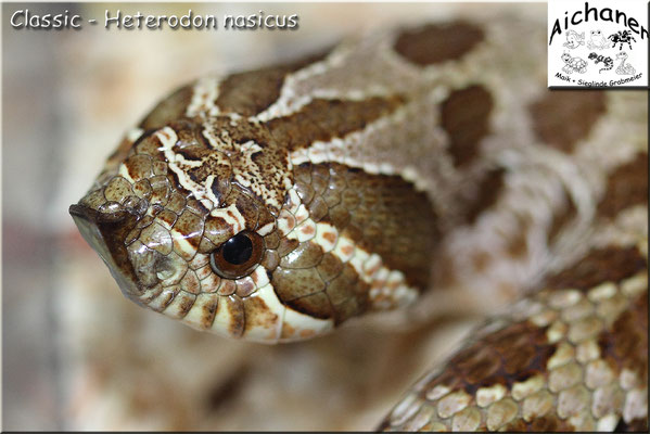 Classic - Heterodon nasicus
