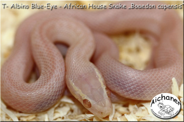 T- Albino Blue-Eye - African House Snake "Boaedon capensis"