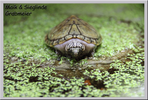 Nackenstreifen-Moschusschildkröte "Sternotherus minor peltifer"