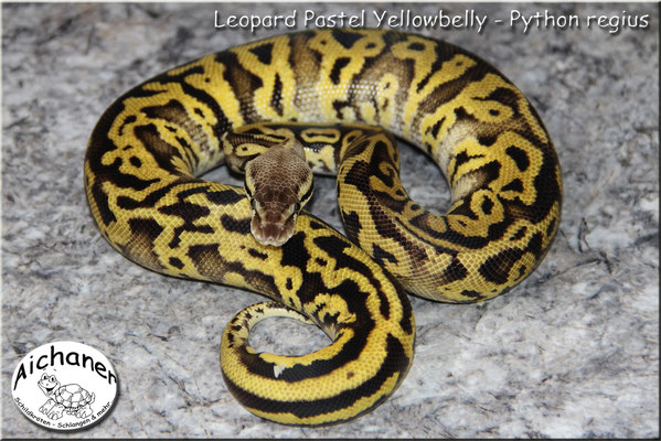 Leopard Pastel Yellowbelly - Python regius
