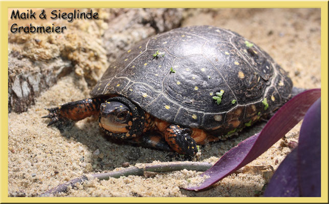 Tropfenschildkröte "Clemmys guttata"