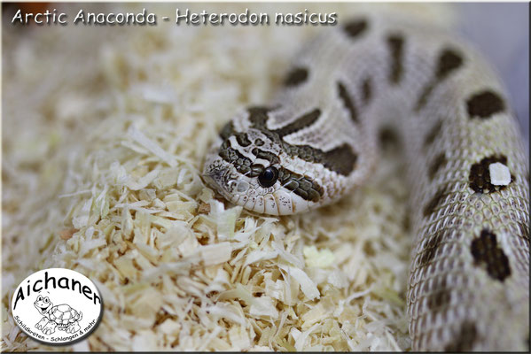 Arctic Anaconda - Heterodon nasicus