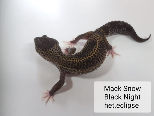 Mack Snow Black Night het.eclipse - Eublepharis macularius