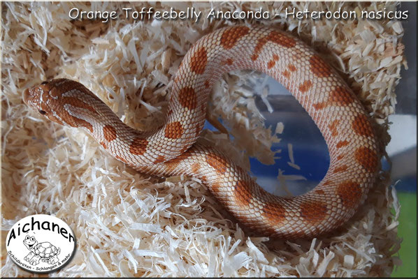 Anaconda Orange Toffeebelly - Heterodon nasicus