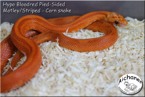 Hypo Bloodred Pied-Sided Motley/Striped - Corn snake