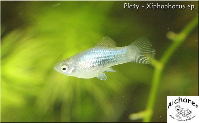 Platy - Xiphophorus sp. 