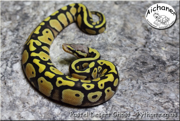 Desert Ghost Pastel - Python regius