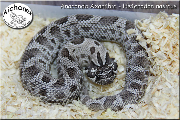 Anaconda Axanthic - Heterodon nasicus