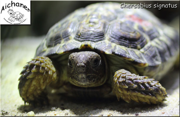 Gesägte Flachschildkröte "Chersobius signatus" - Weibchen