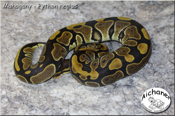 Mahogany - Python regius