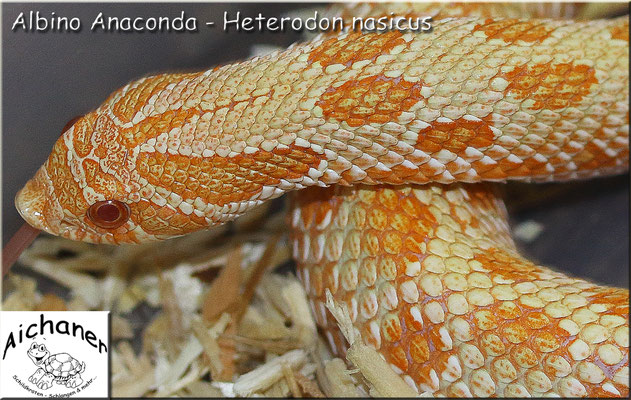 Anaconda Albino - Heterodon nasicus